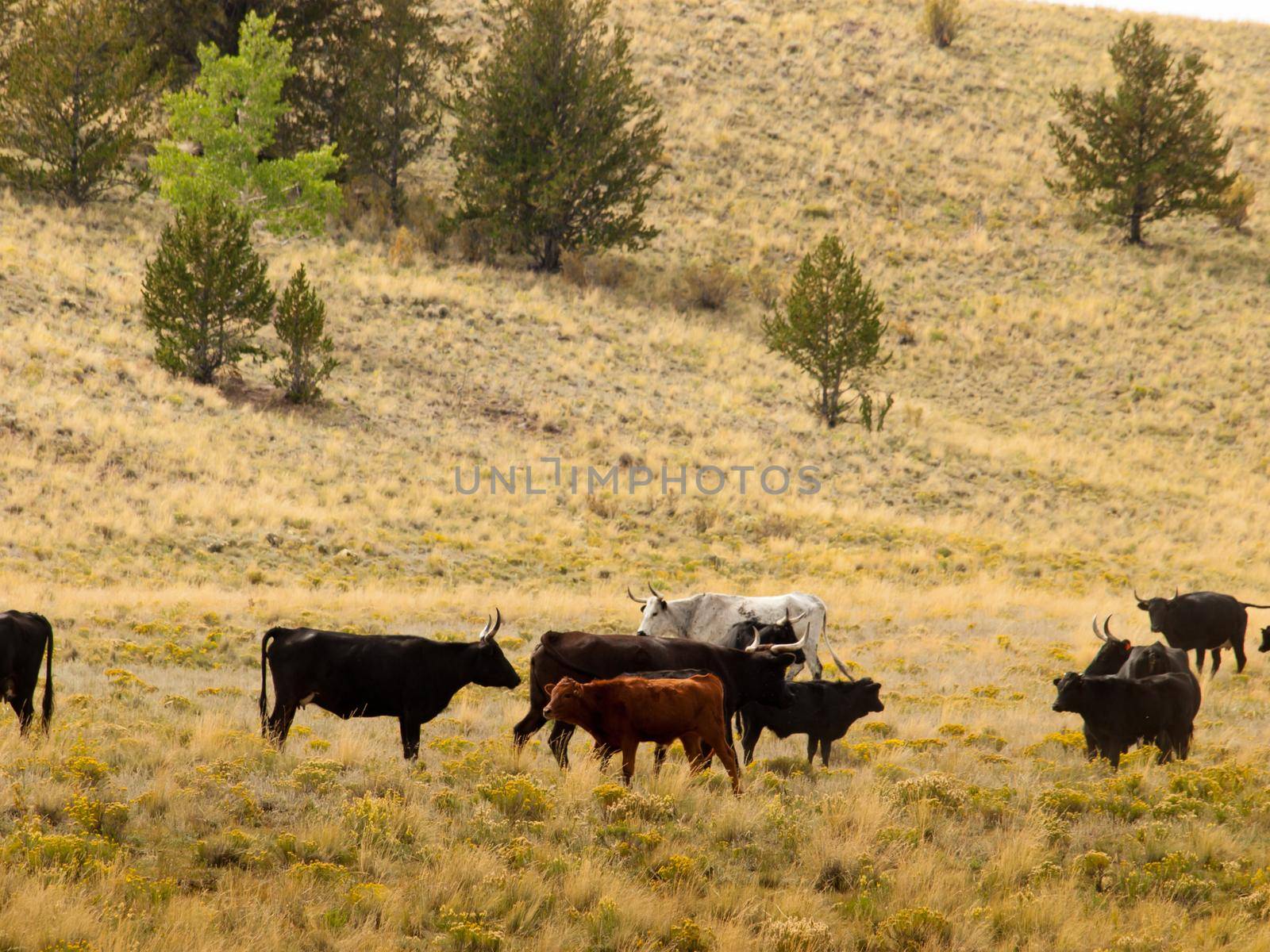 Cattle on the open range in Colorado.