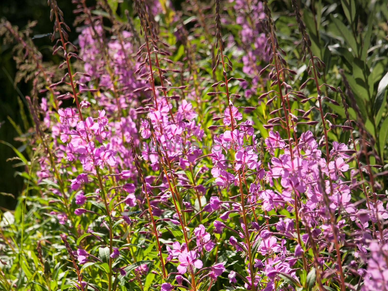 Pink Wildflower Fireweed.