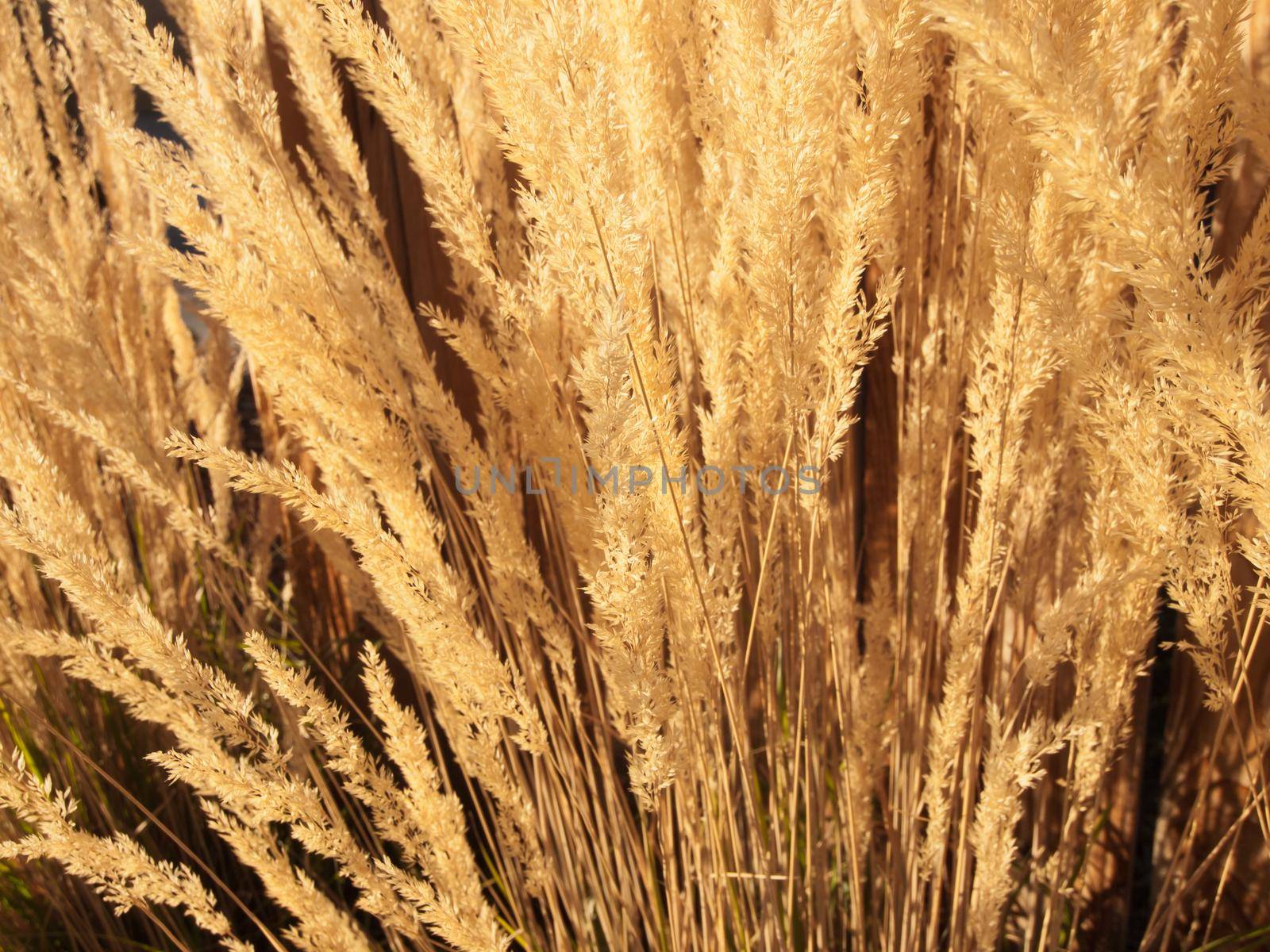 Feather reed grass.