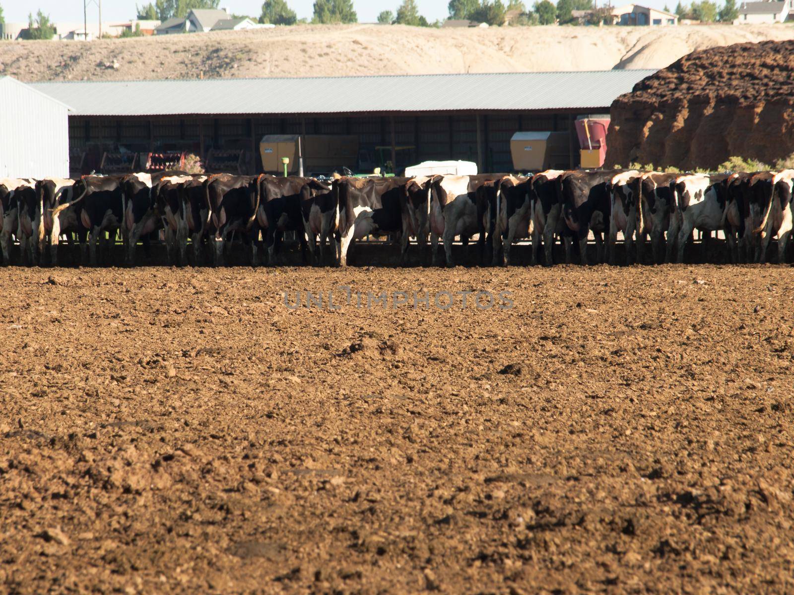 Dairy cows in a row feeding on hay.