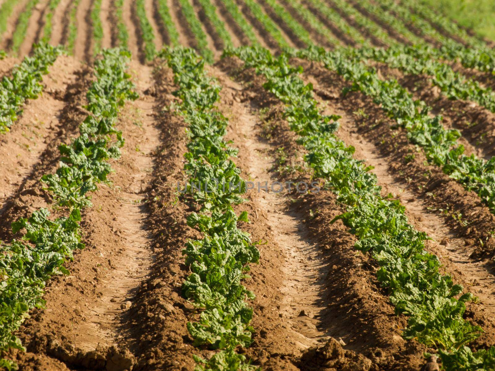 Field of beets by arinahabich