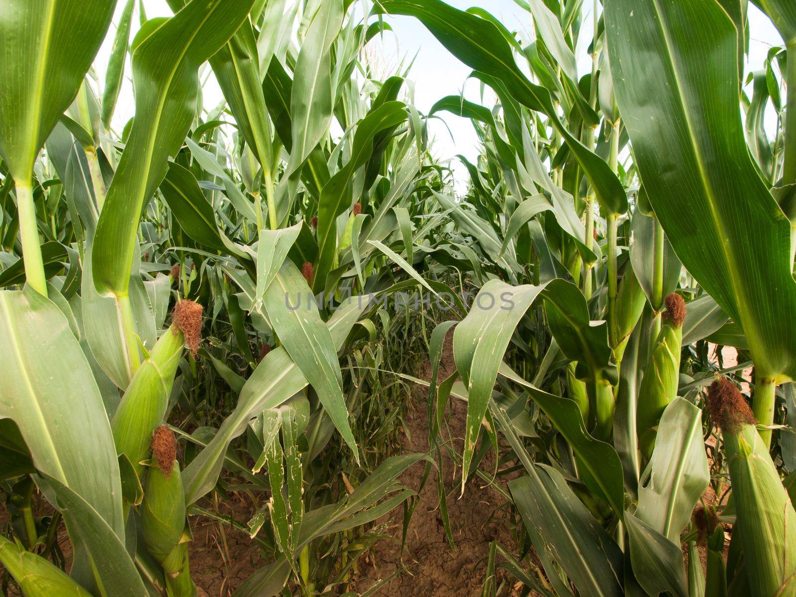 Corn field by arinahabich