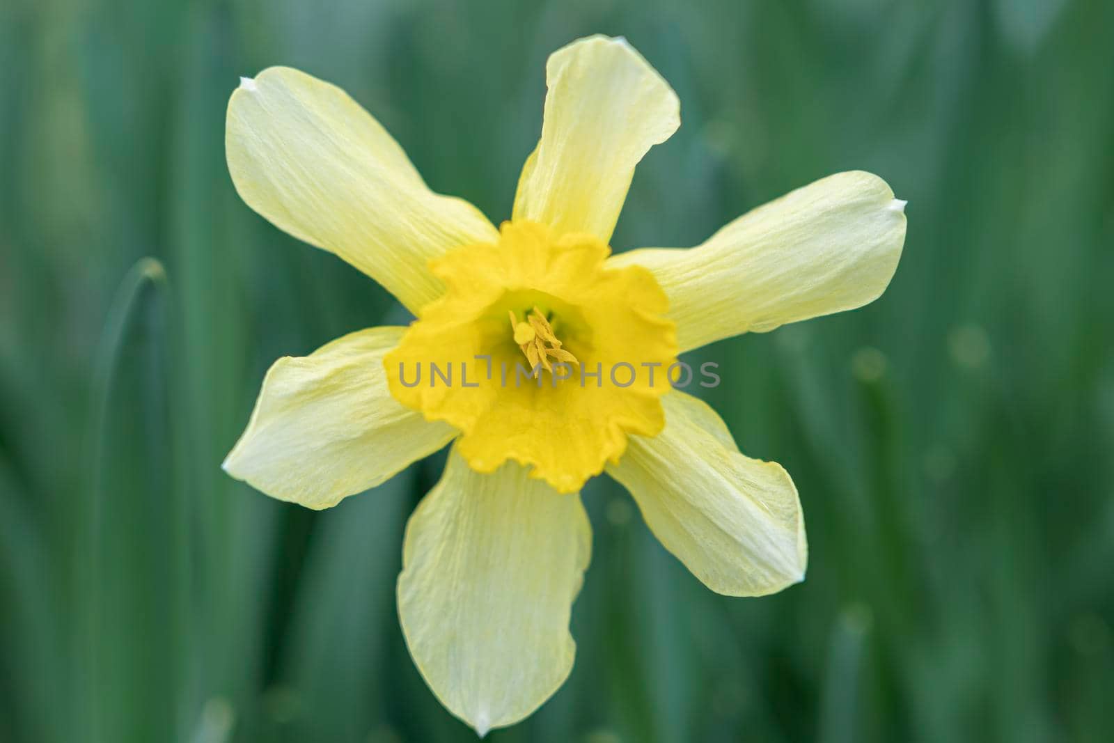 narcissus flower on a green background close-up. photo
