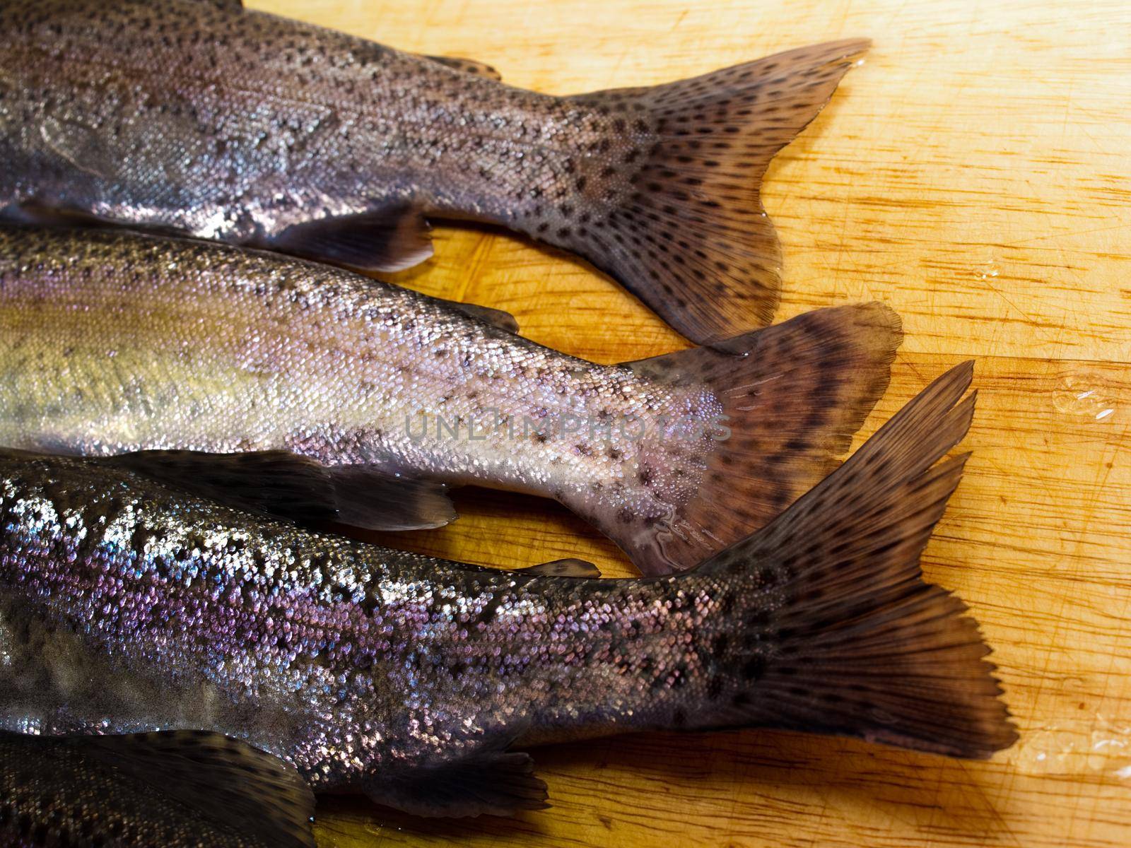 Fresh catched trout.