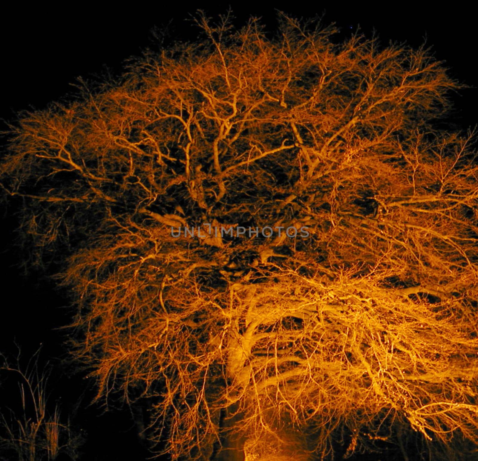 Bare branches of tree bathed in orange light at night