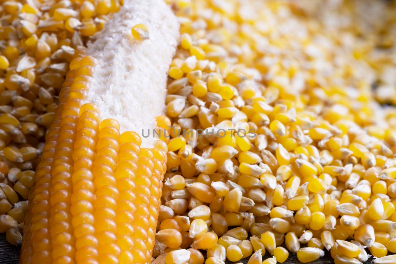 Popcorn on the cob with kernels partially removed lying in pile of kernels.
