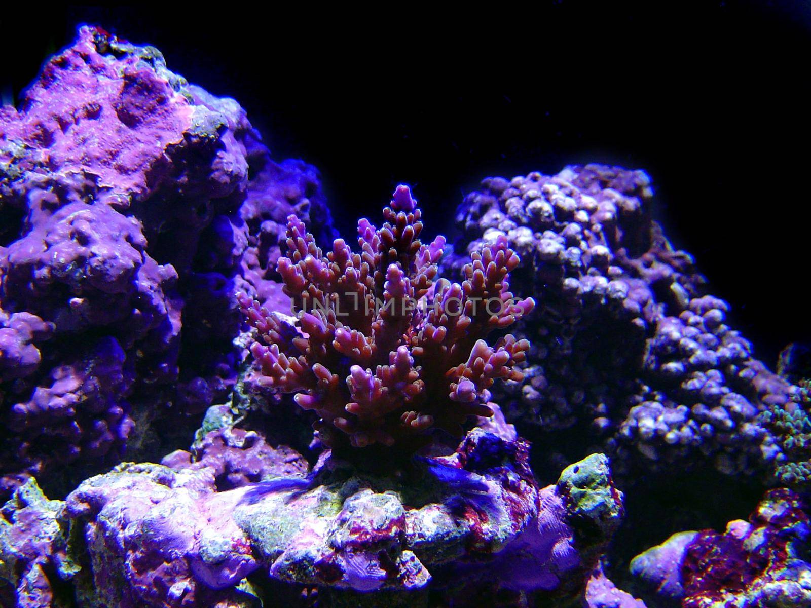 an array of different coloured tropical corals
