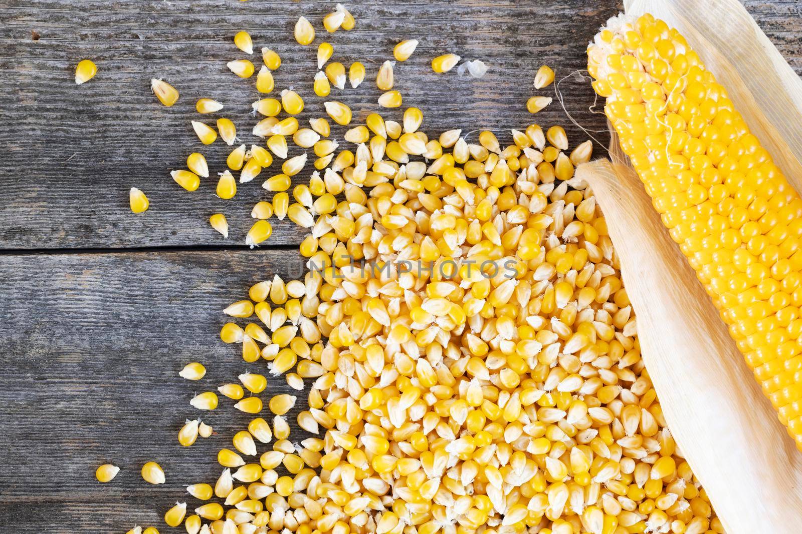 Popcorn on the cob and kernels on a rustic wooden table viewed from and overhead angle