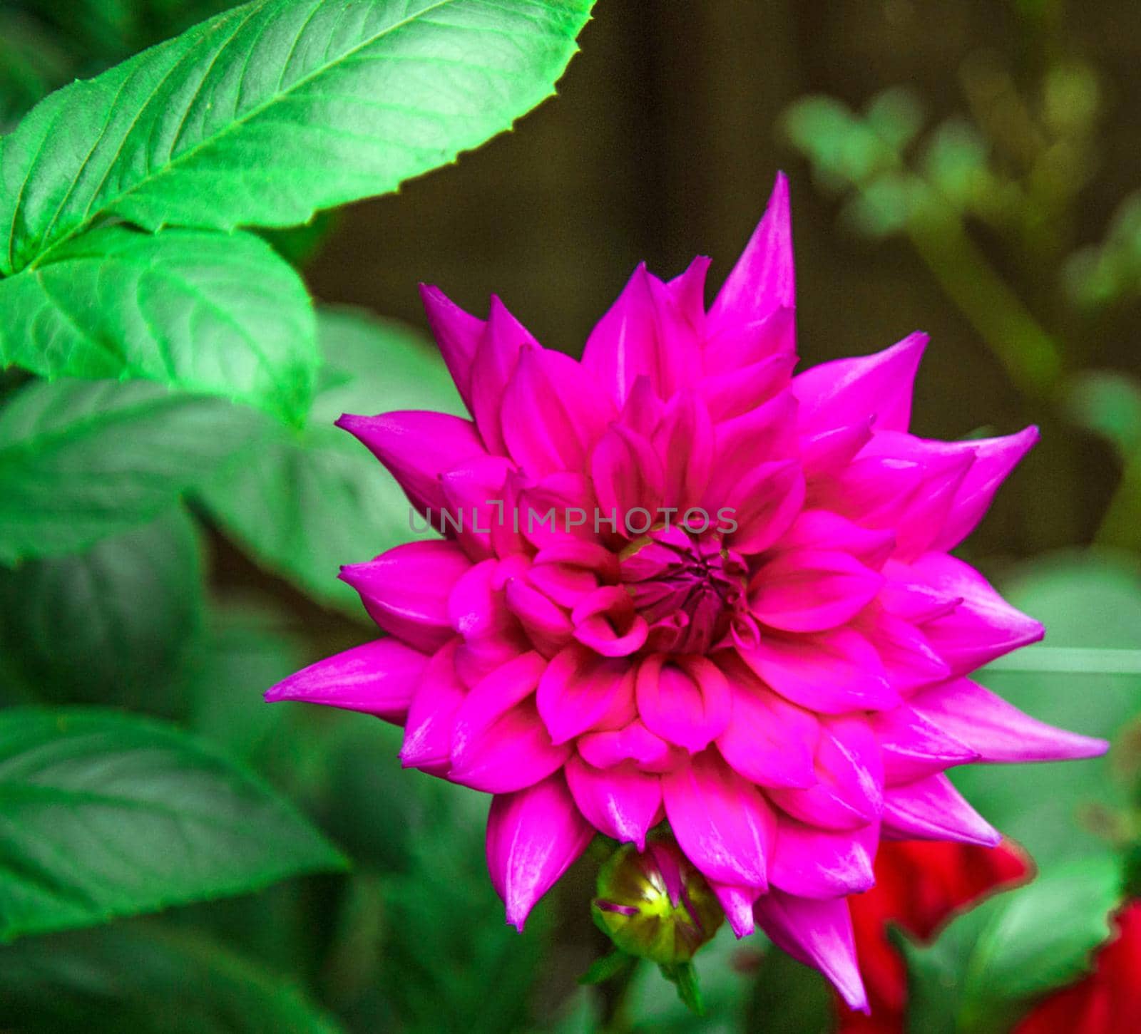 Beautiful Bangladesh Flowers Pictures