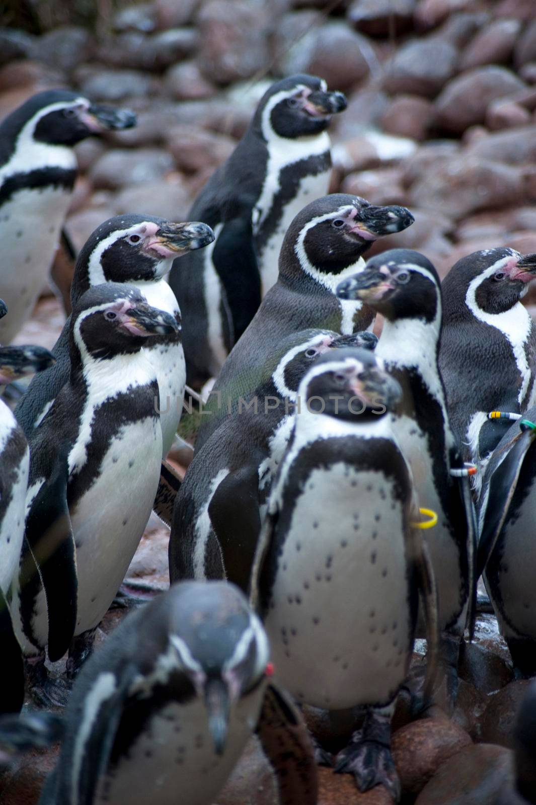 Group of humbolt penguins from South America, a flightless aquatic bird with flippers and distinctive black and white markings