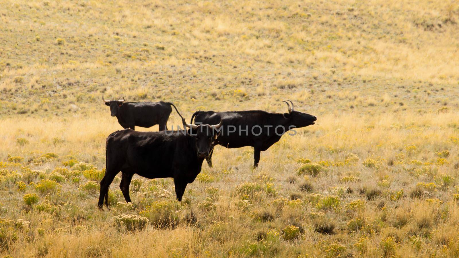 Open range cattle by arinahabich
