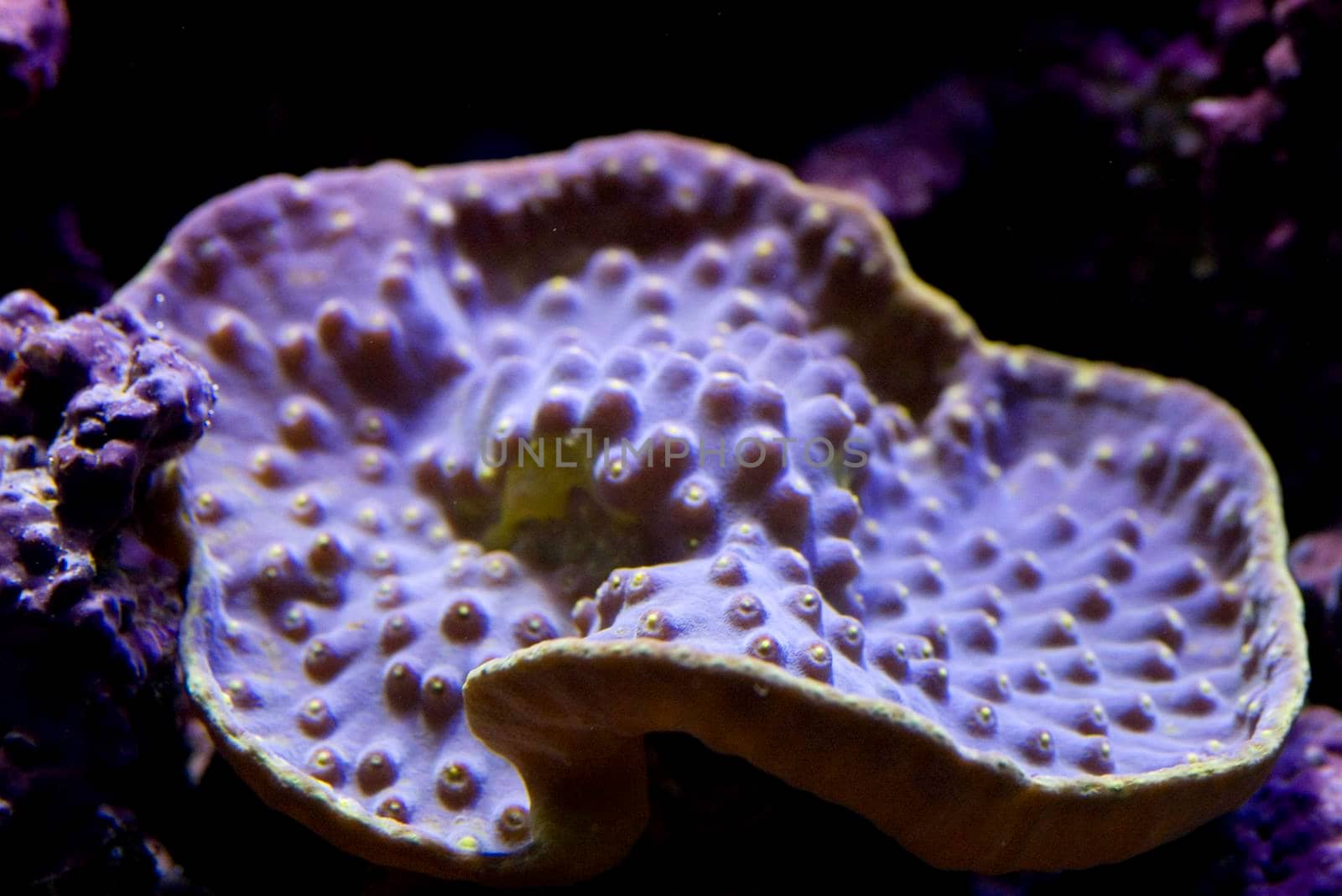 velvet plate finger coral, Montipora species