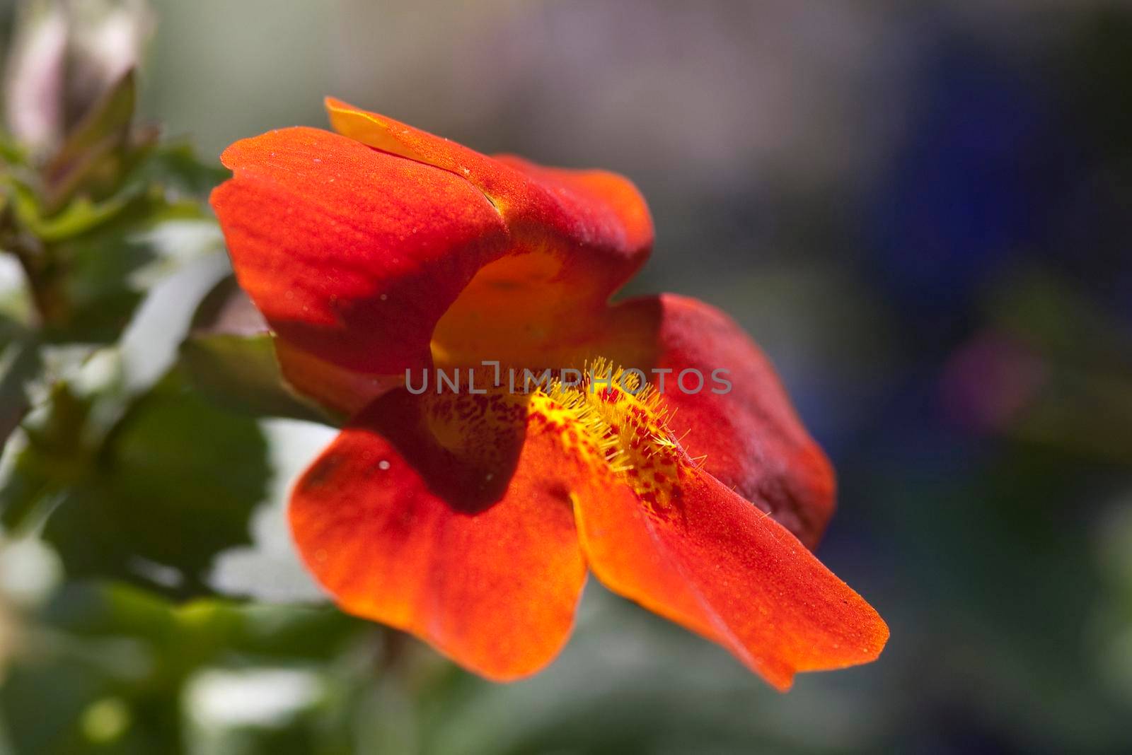 colourful red flower in a country cottage garden
