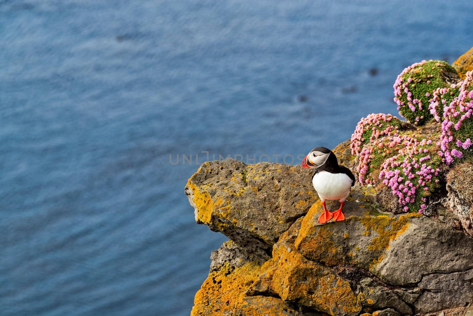 Atlantic puffin standing on cliff in nature in West Fjords in Latrabjarg, Iceland