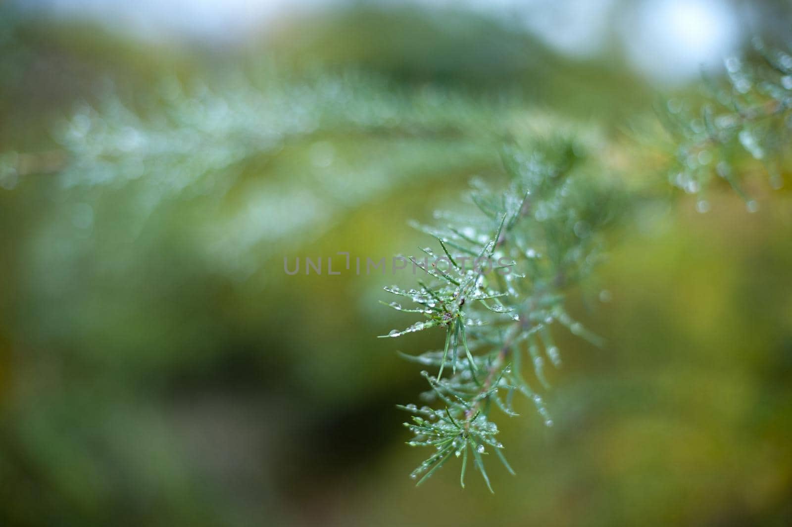 Water droplets suspended on pine needles in rural woodland on a misty wet day, close up detail