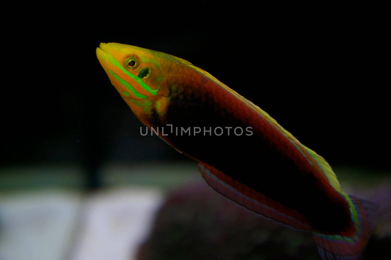colourful saltwater tropical fish