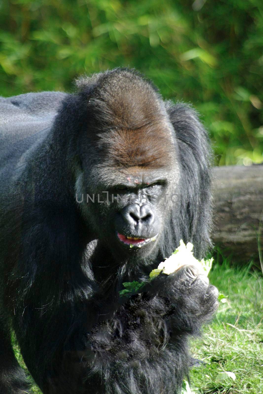 a silverback gorilla feeding, the largest of the primates