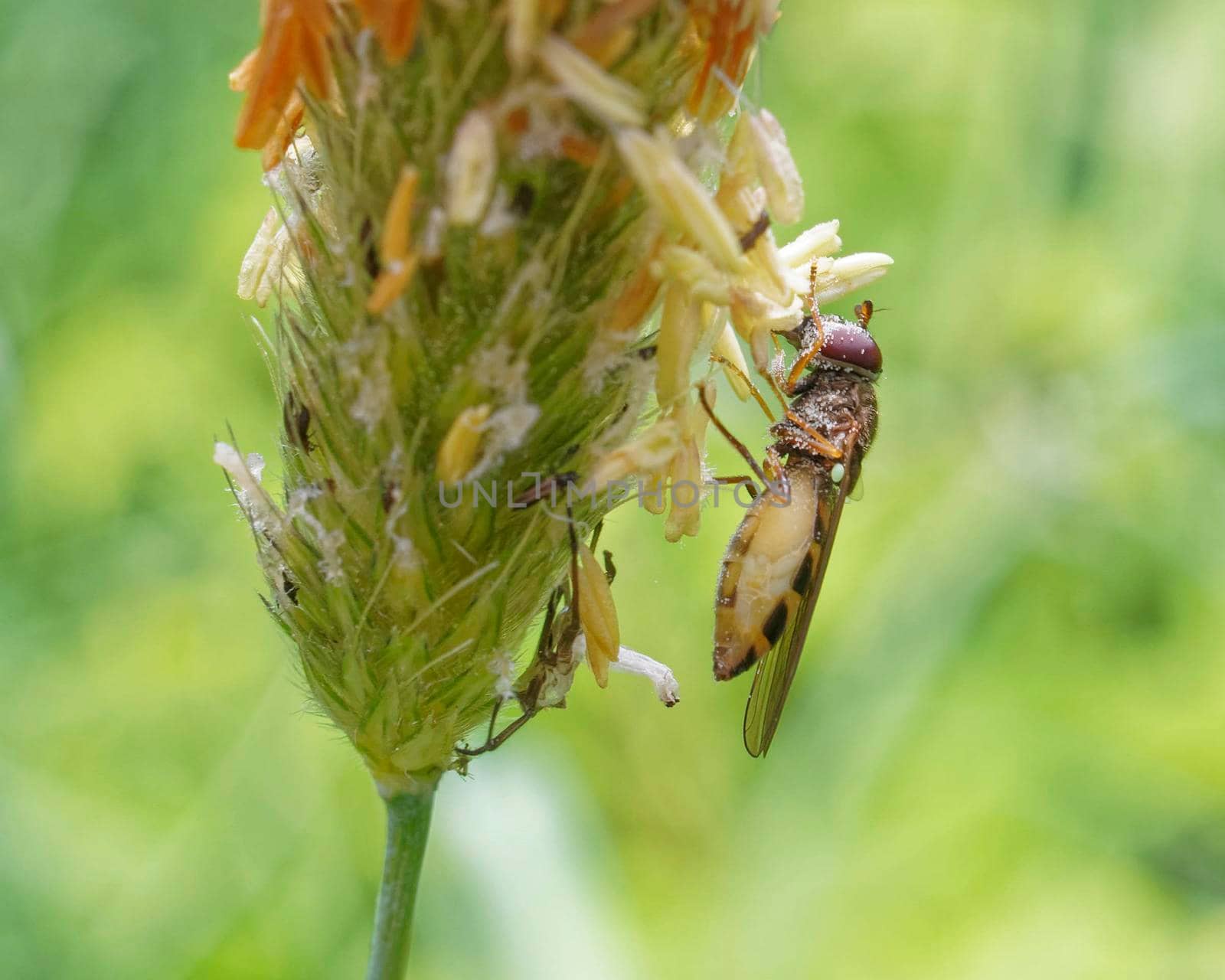 Female hoverfly feeding on grass seeds while carrying eggs. 