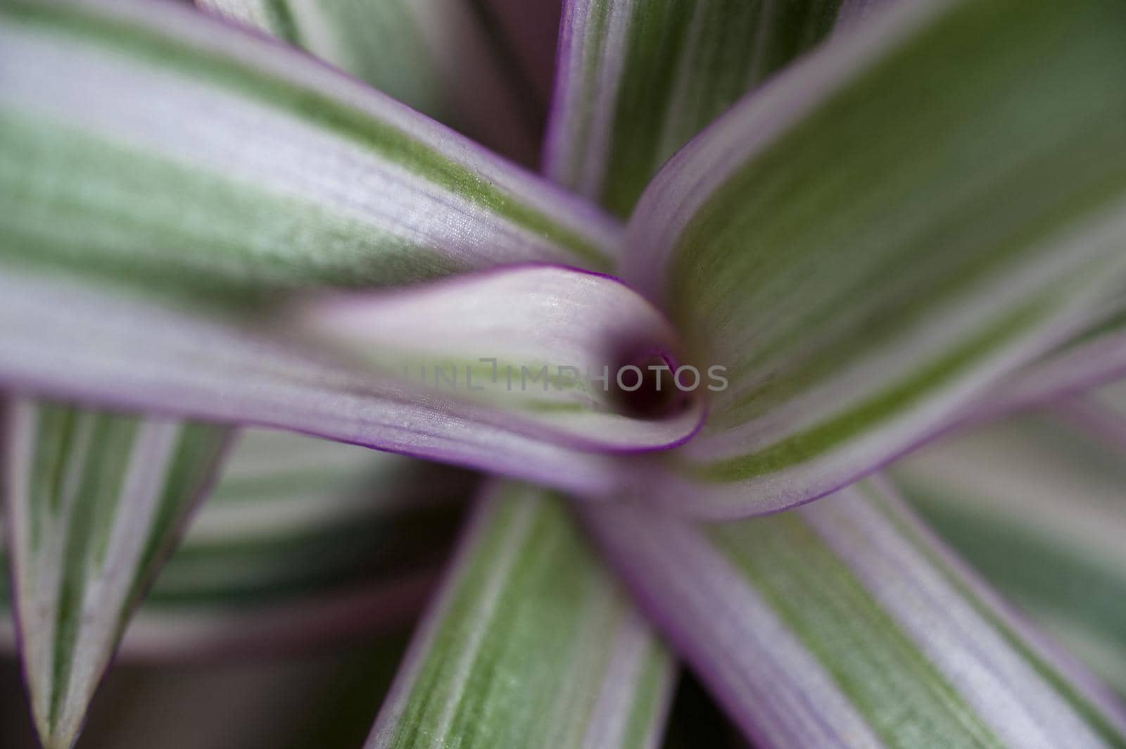 Looking Down at Center of Rhoeo Tricolor Plant, a Perennial Evergreen with Purple Tinged Leaves