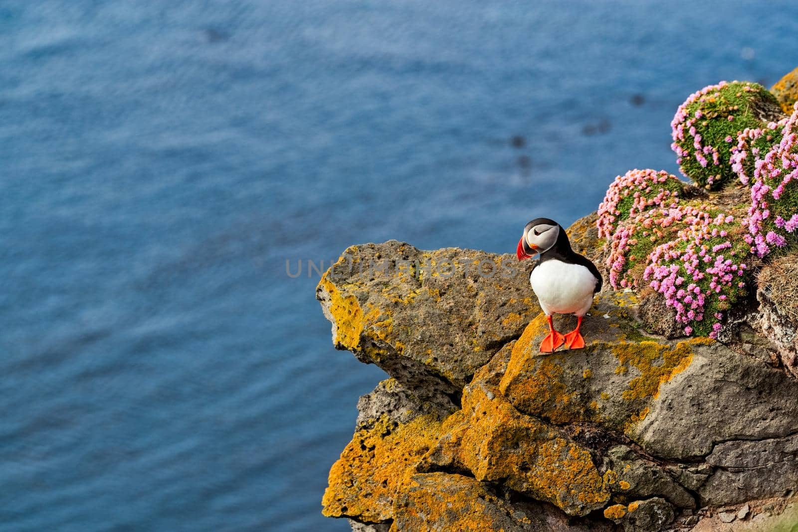 Atlantic puffin standing on cliff in nature in West Fjords in Latrabjarg, Iceland
