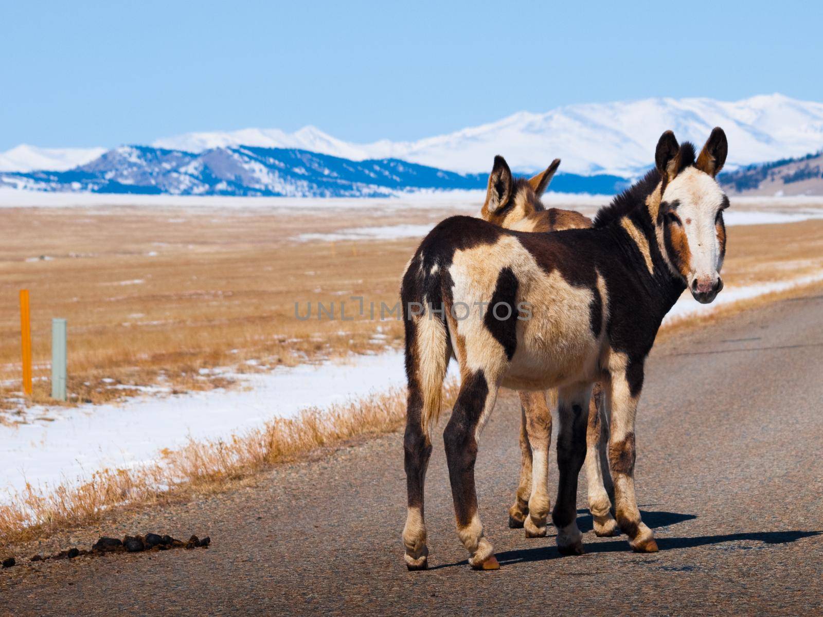 Wild donkey in Colorado.