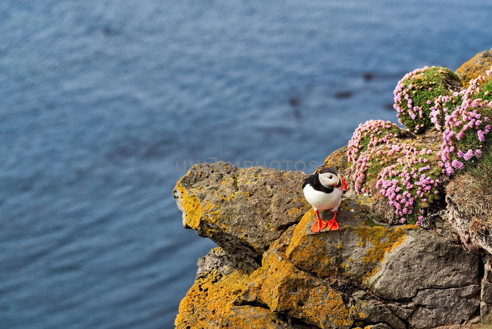 Puffin in Latrabjarg, Iceland by LuigiMorbidelli