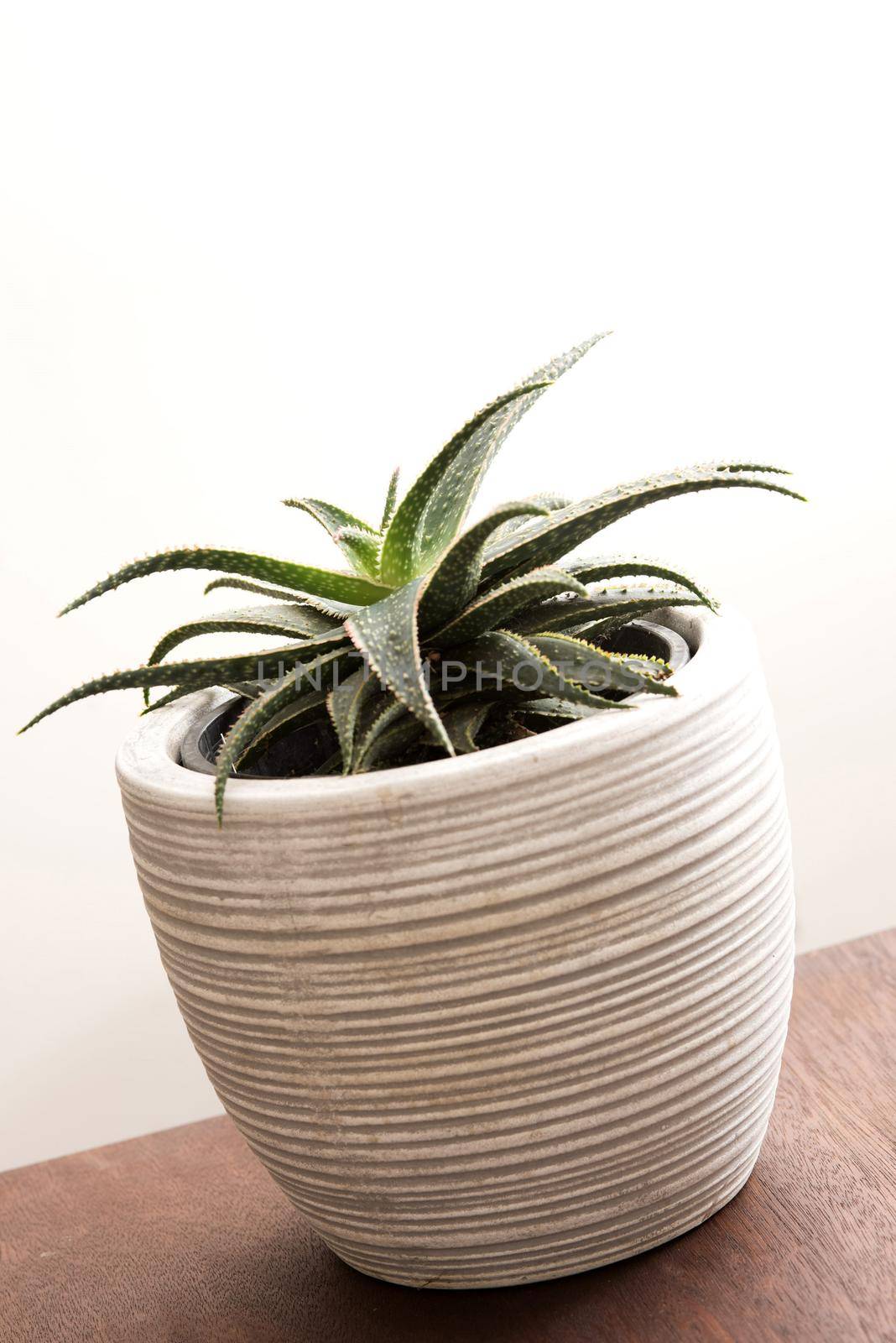 Small potted plant with spiky variegated green leaves in a ribbed white flowerpot viewed at an angle on a wooden table indoors