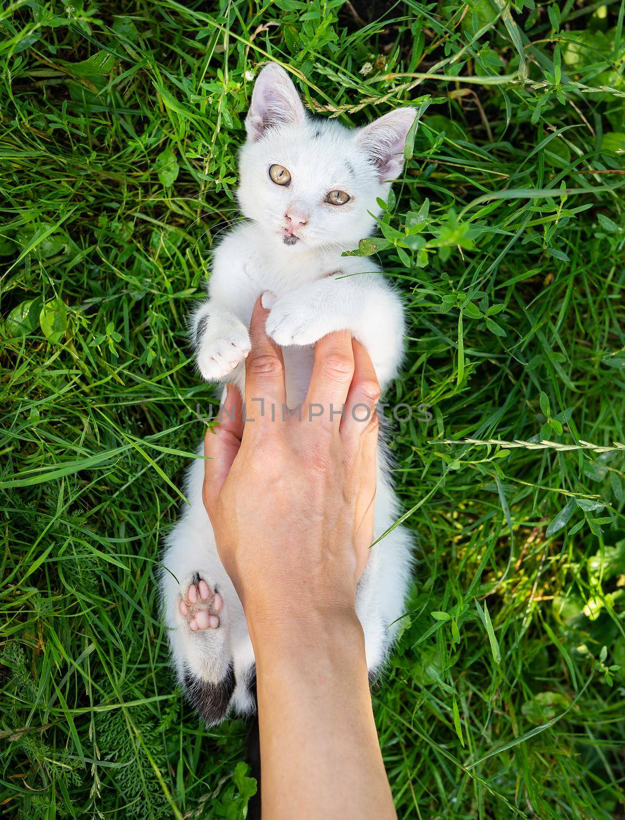 A white kitten lies in the green grass and plays with a girl, a playful kitten, top view. Close-up. by sfinks