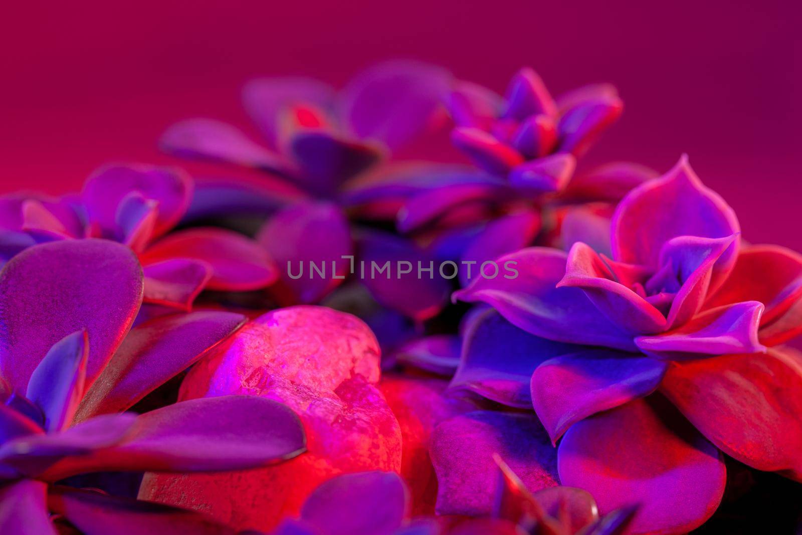 Succulent houseplants on dark pink background. Illuminated in red and blue. Close-up macro photo.