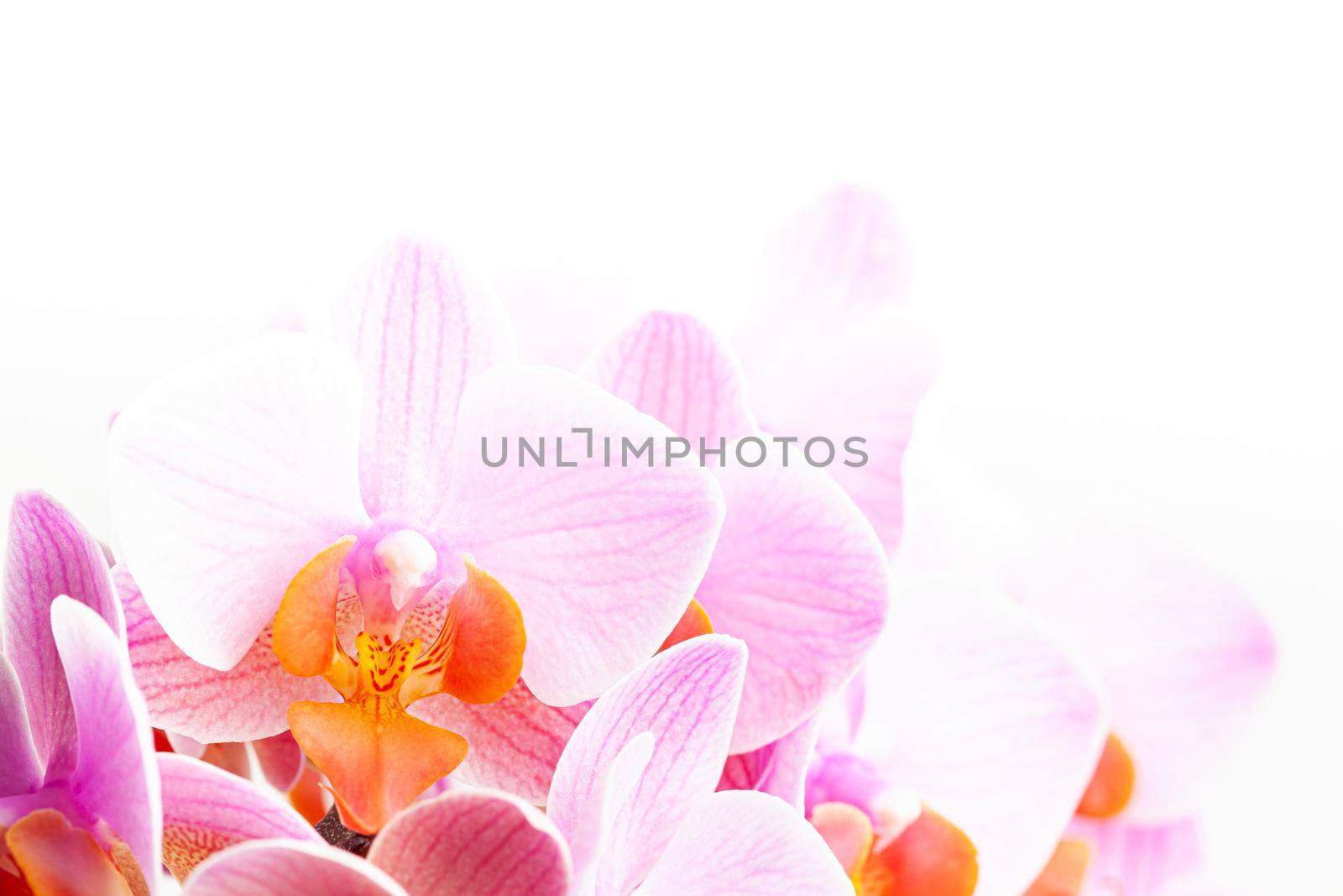 Beautiful purple Phalaenopsis orchid flowers, on white background. by igor_stramyk