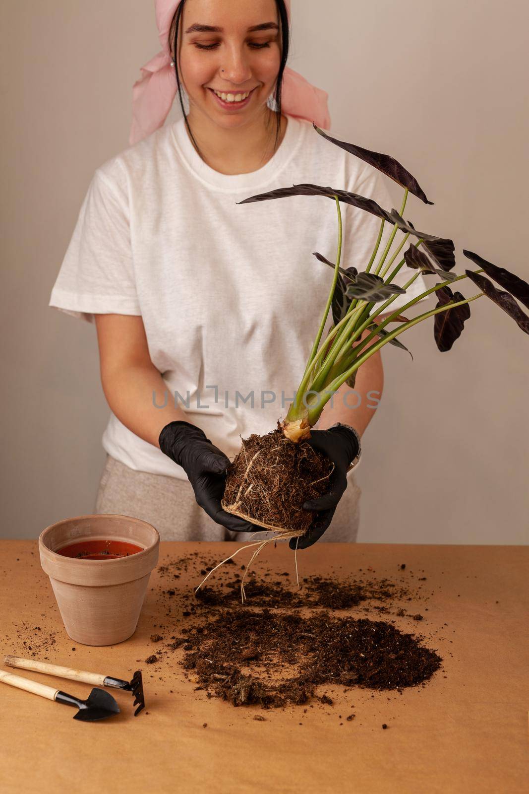 Transplanting a houseplant into a new flower pot. Girls's hands in gloves working with soil and roots of Alocasia Bambinoarrow plant.