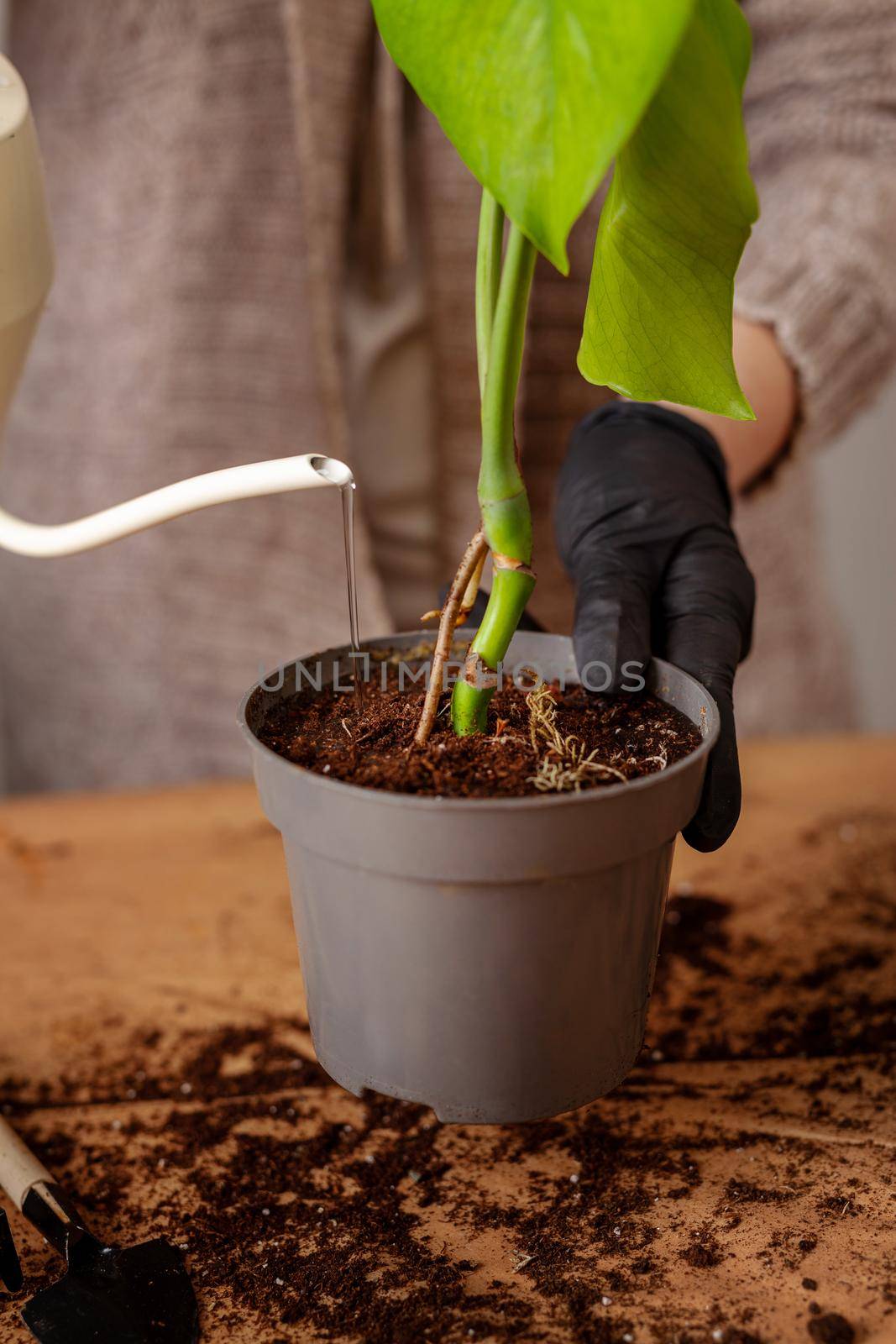 Transplanting a houseplant into a new flower pot. Girls's hands in gloves working with soil and roots of Monstera Deliciosa tropical plant.