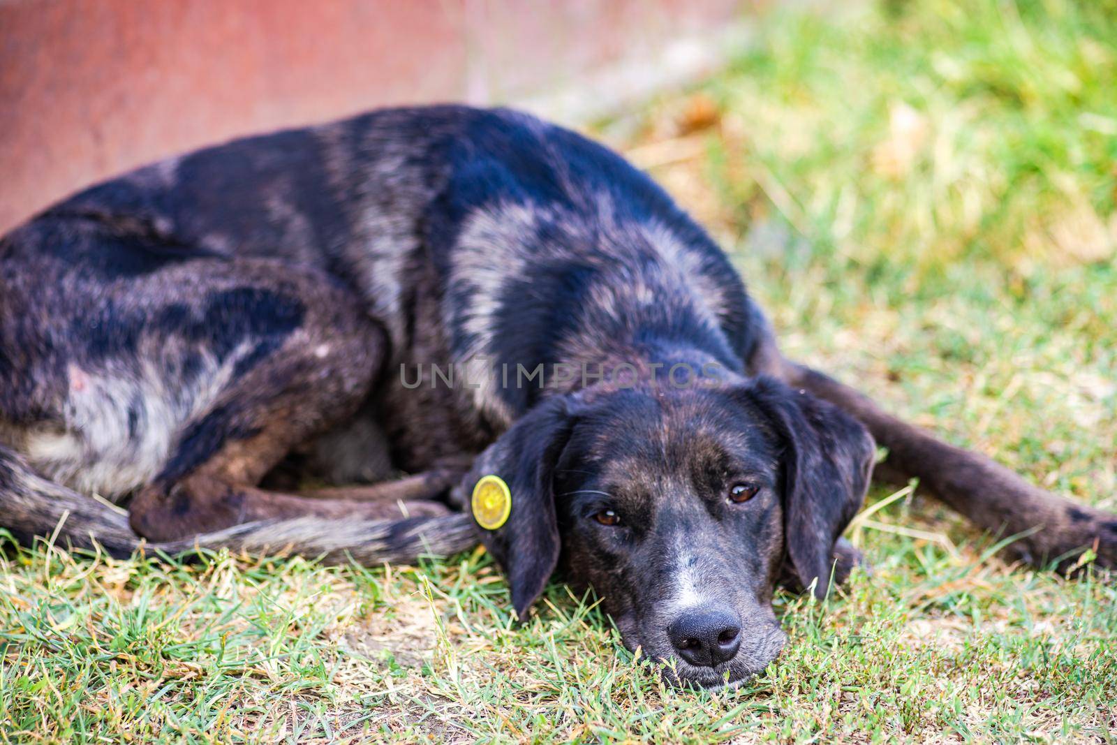 Homeless dog with sad eyes outdoor laying on the grass