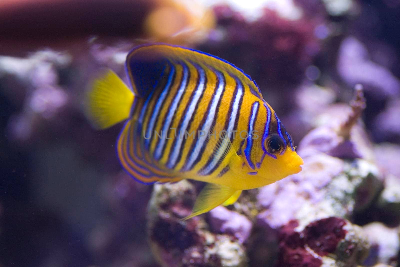 distinctive yellow and blue stripes of a yellow angel fish