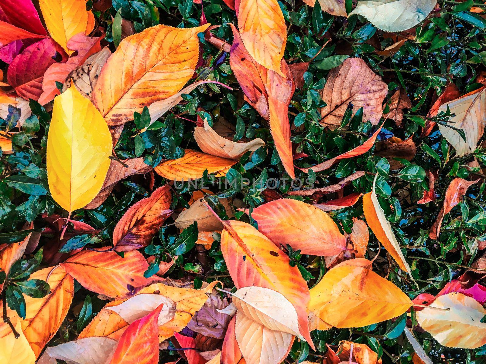 Autumn leaves and trees, nature background by Anneleven