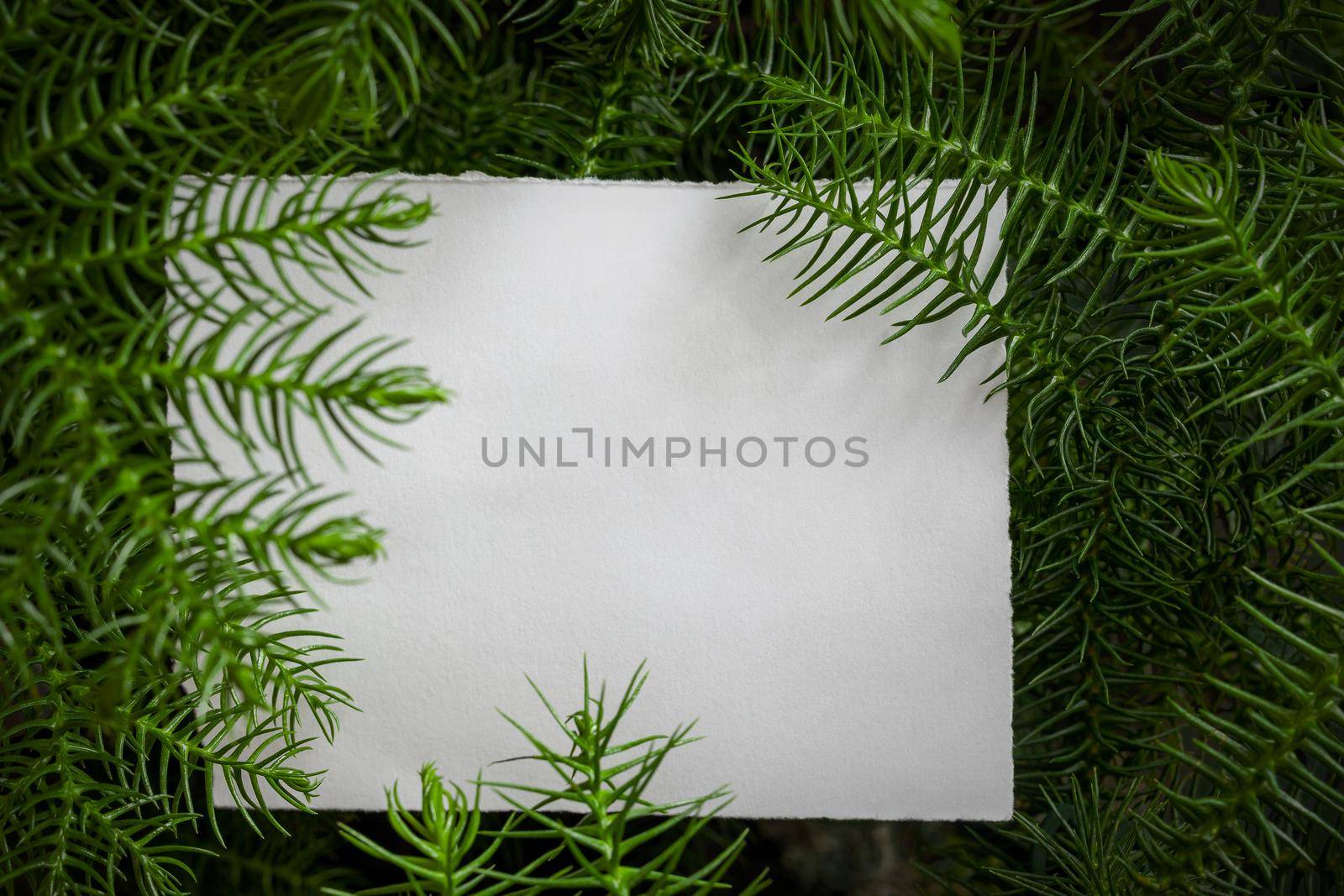 Creative layout with Chilean Araucaria plant and white paper card note. Flat lay. by igor_stramyk