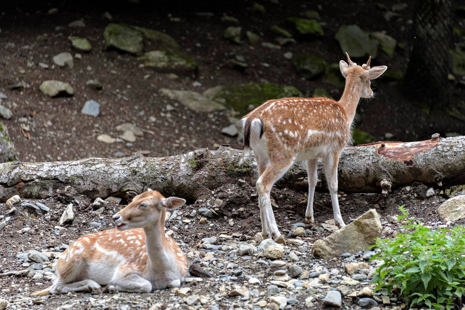 Cute red deer, Cervus elaphus, hind and fawn in nature looking aside