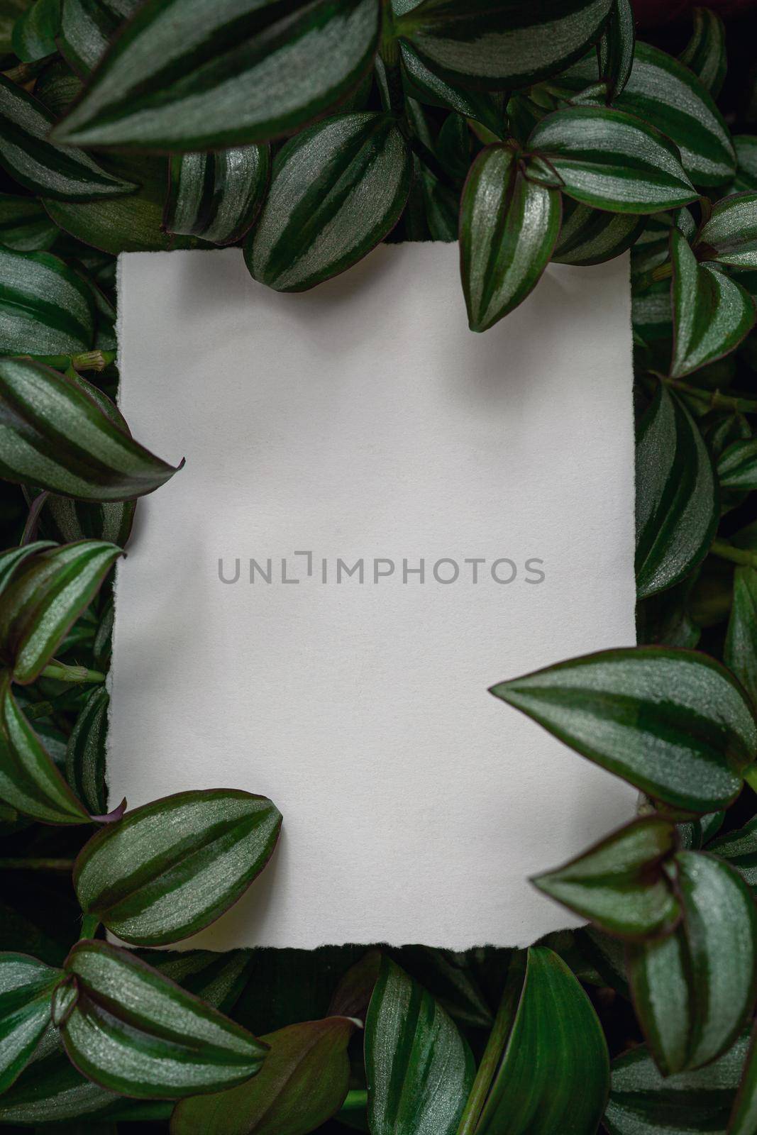 Creative layout with Tradescantia zebrina plant and white paper card note. Flat lay. by igor_stramyk