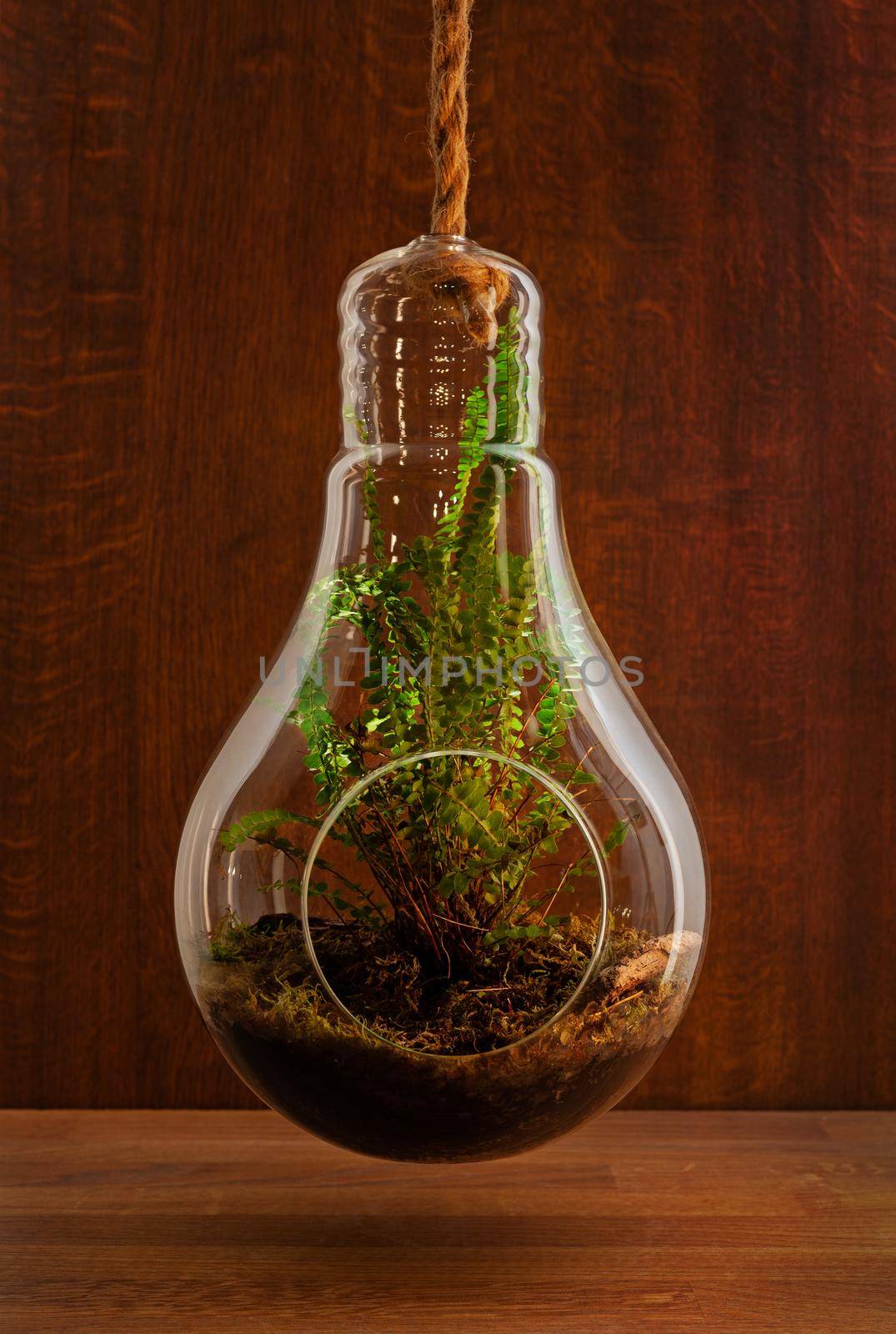 Boston fern plant growing in glass air fern holder terrarium on wooden background