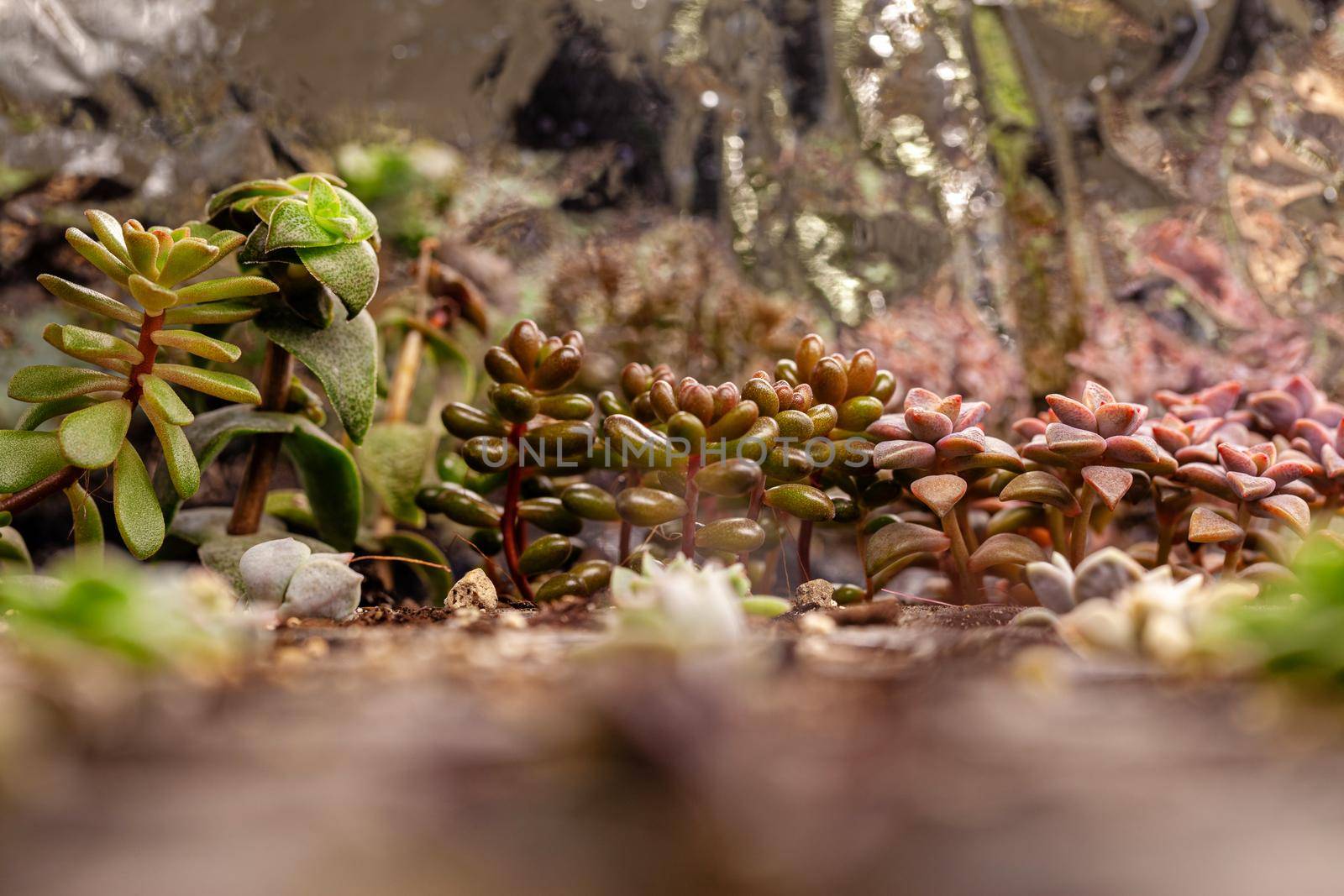 Varieties of colorful cactus and succulent plants growing under artificial lighting. by igor_stramyk