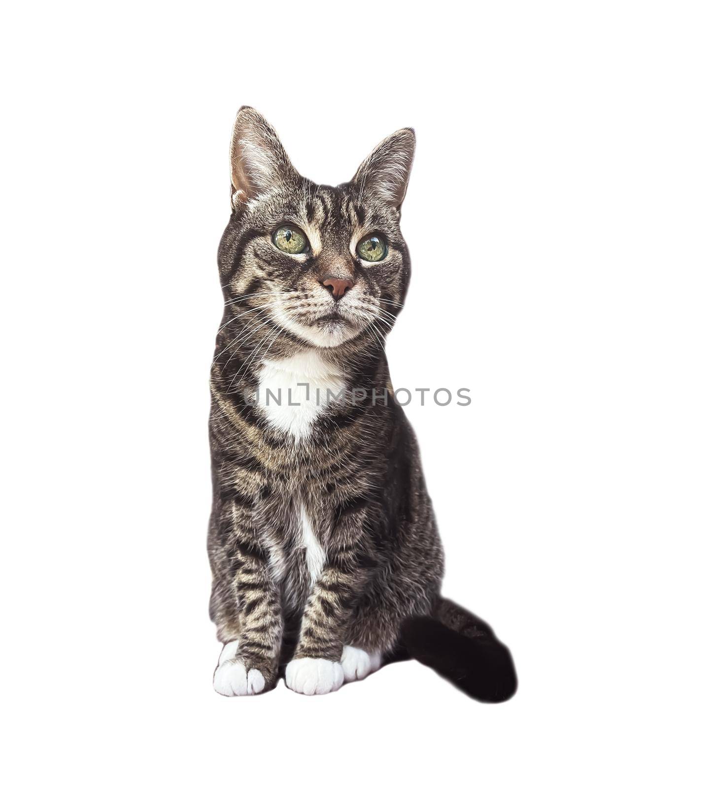 Beautiful female tabby cat, lovely adorable pet, studio portrait