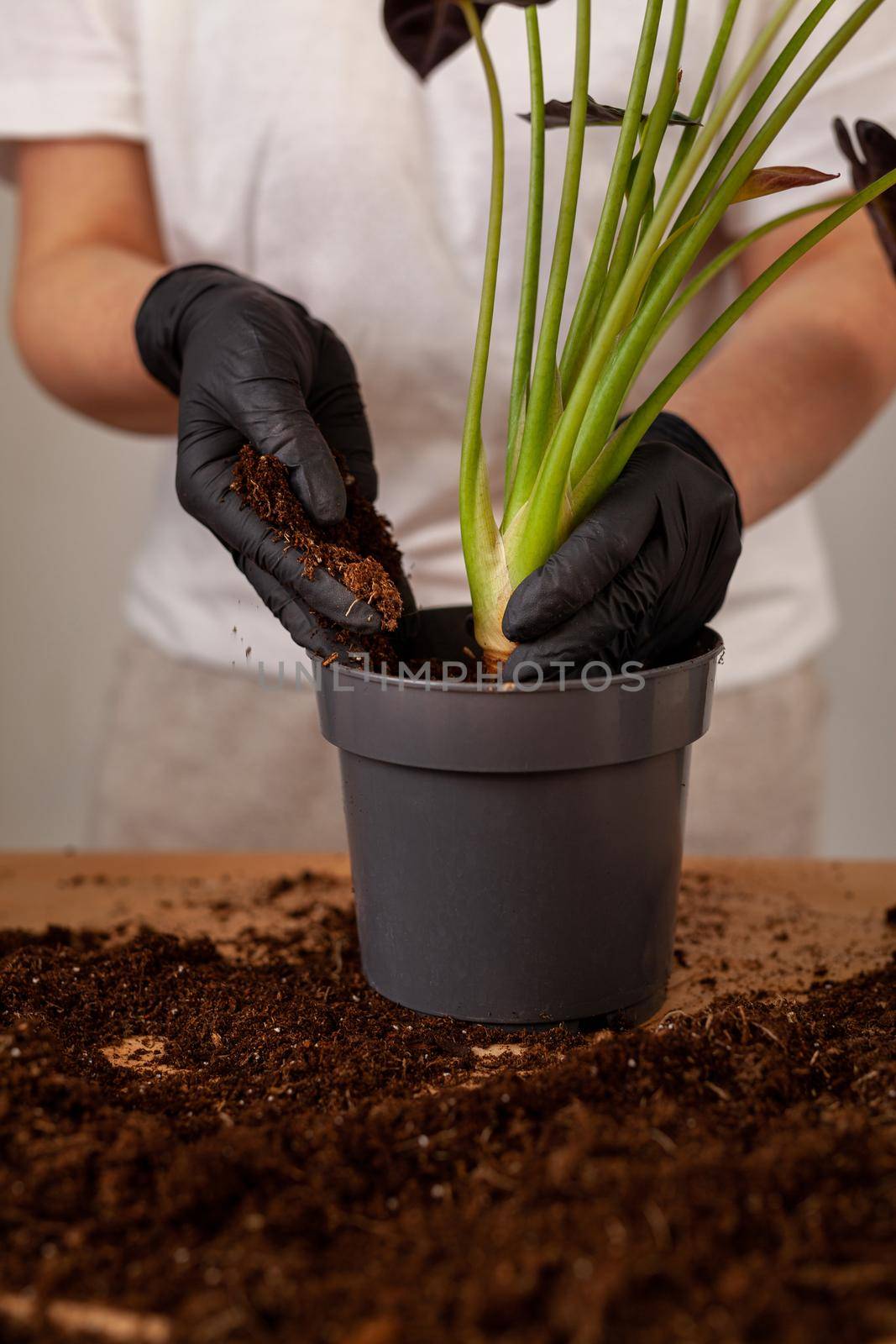 Transplanting a houseplant into a new flower pot. Girls's hands in gloves working with soil and roots of Alocasia Bambinoarrow plant.