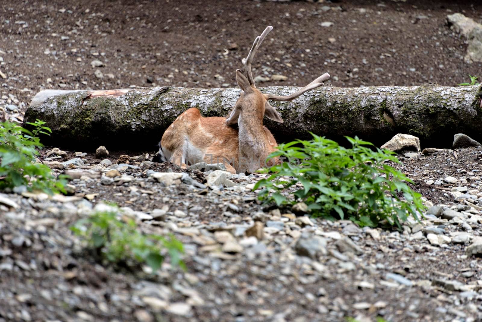 Fallow deers in La Garrotxa, Girona, Pyrenees, Spain. Europe