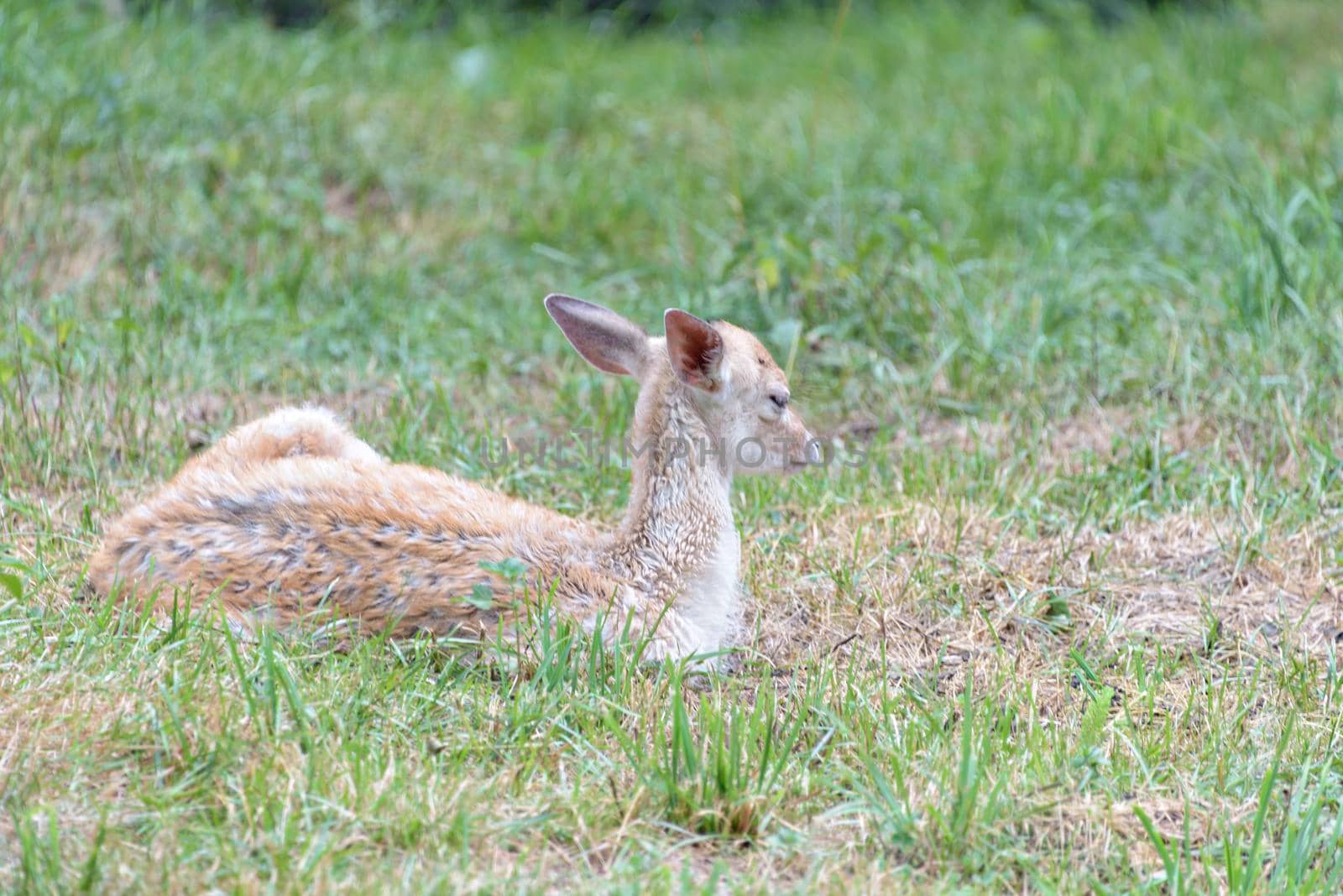 Cute red deer, Cervus elaphus, hind and fawn in nature looking aside