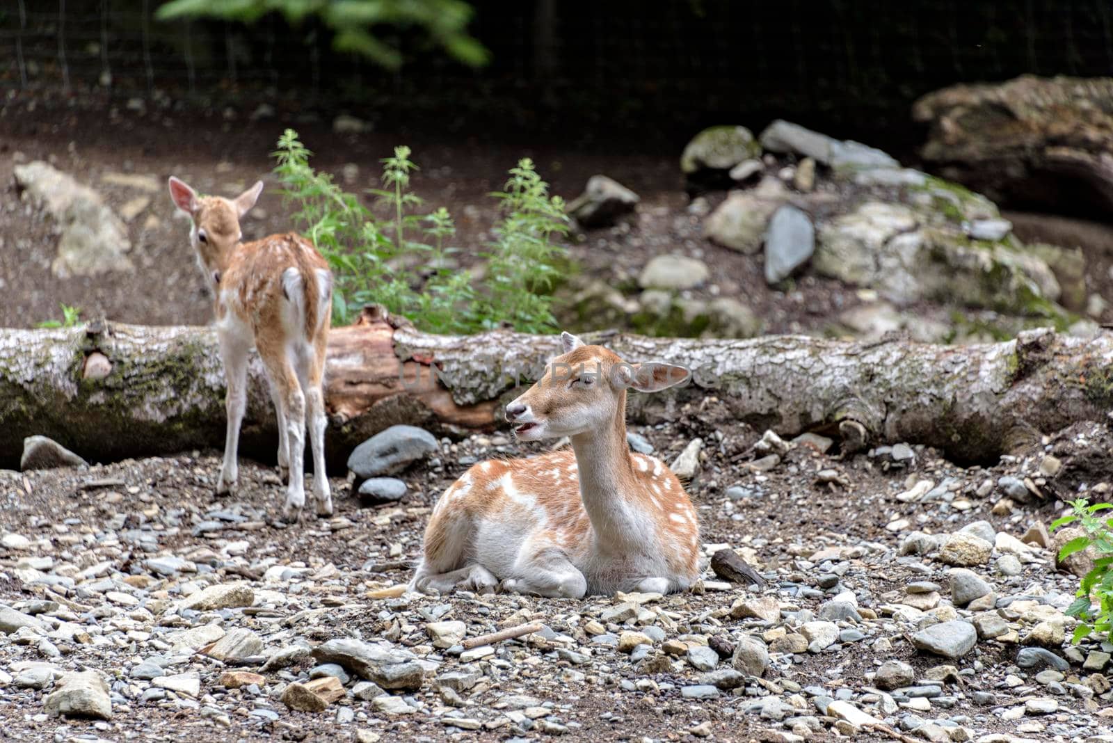 Fallow deers in La Garrotxa, Girona, Pyrenees, Spain. Europe