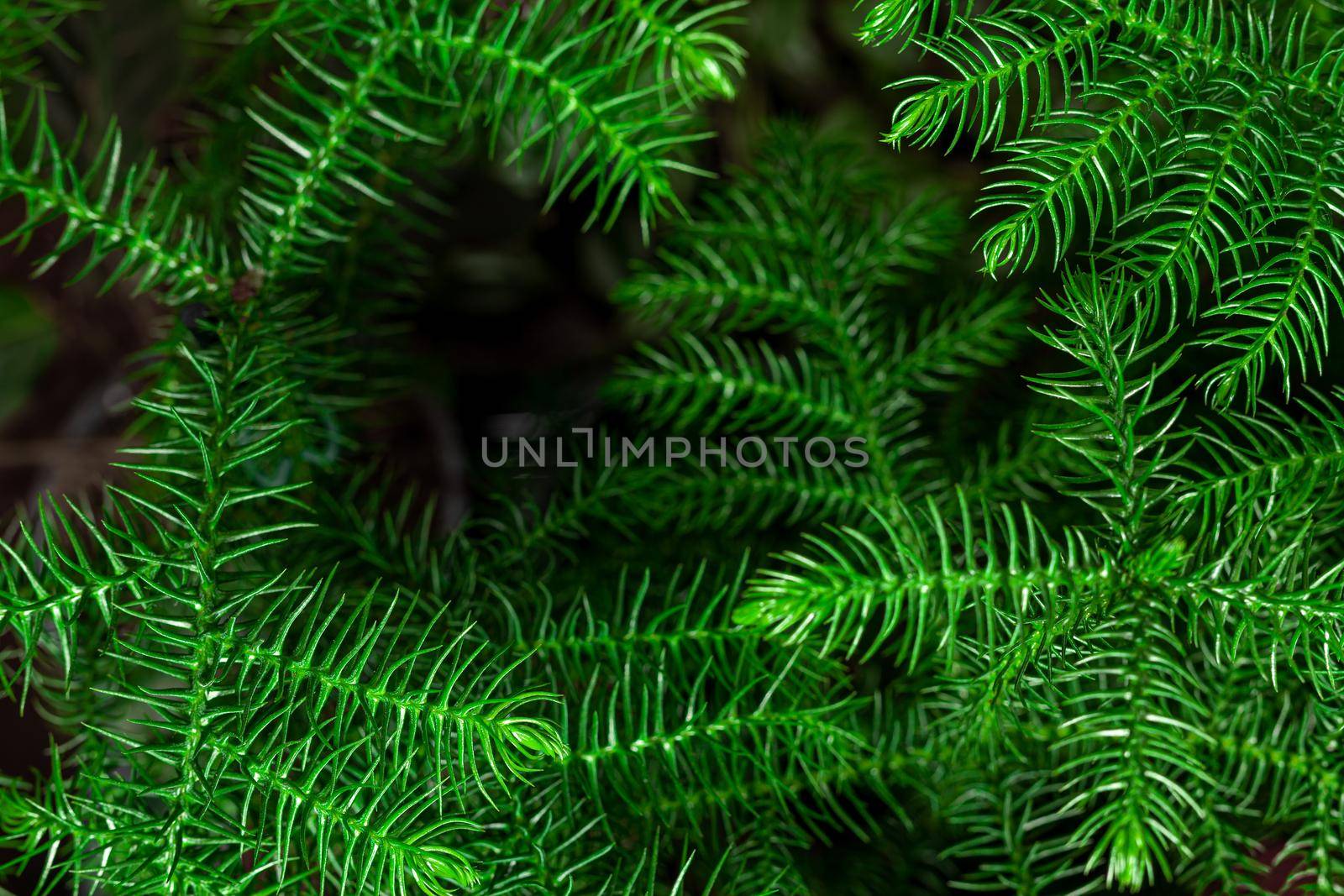 Fresh green Chilean Araucaria or Chilean Spruce plant background. by igor_stramyk