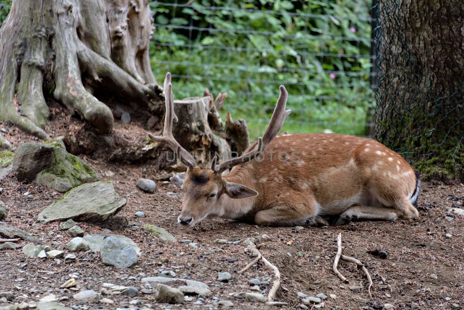 Fallow deers in La Garrotxa, Girona, Pyrenees, Spain. Europe