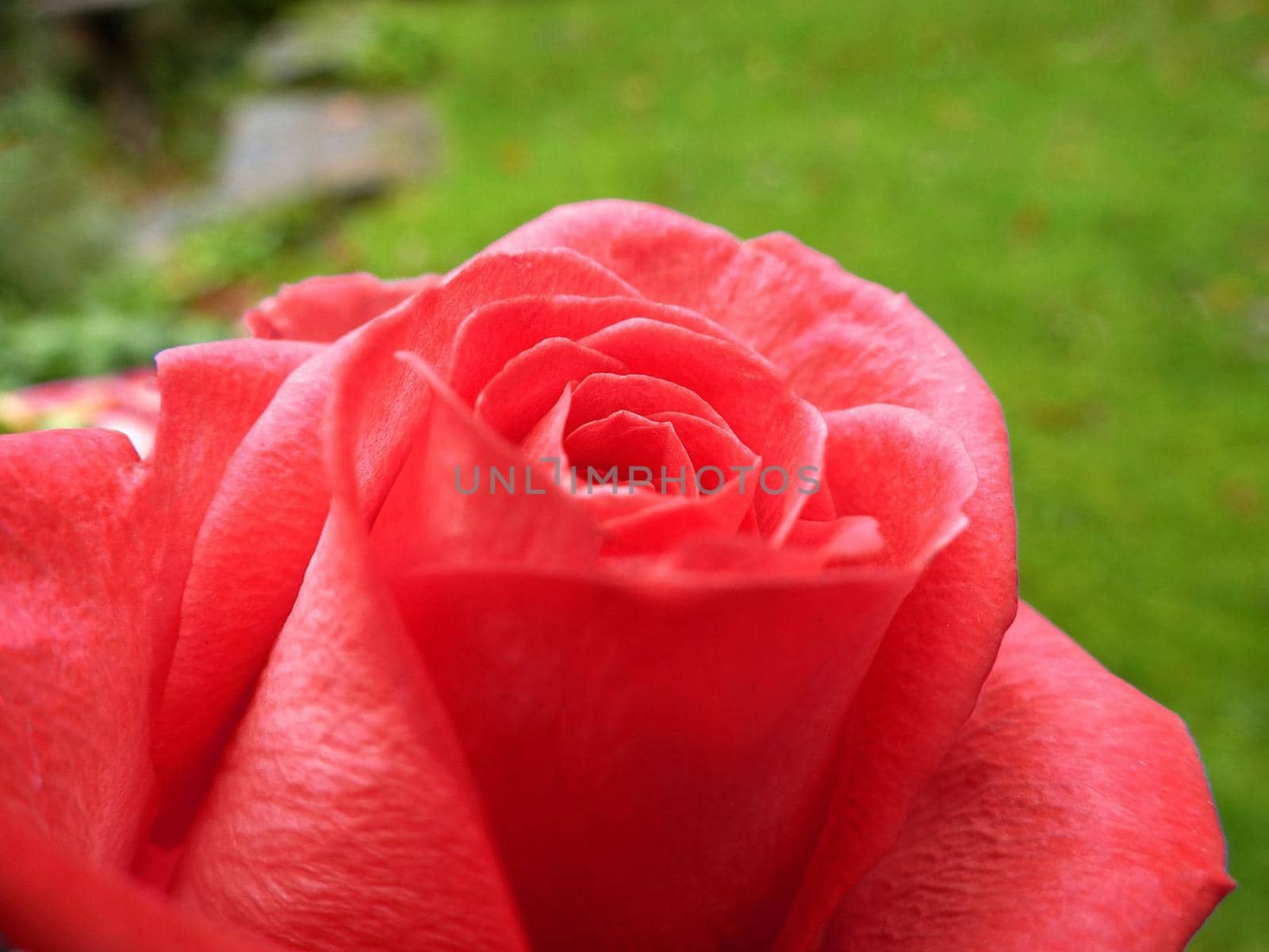 Close-up of a scented red rose with delicate petals, symbol of spring, grown in a garden with green grass