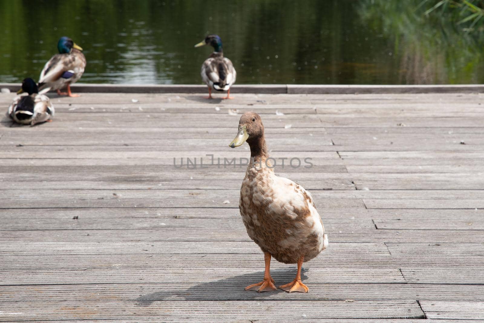 a variety of wild ducks are resting on a wooden platform near a forest pond by KaterinaDalemans