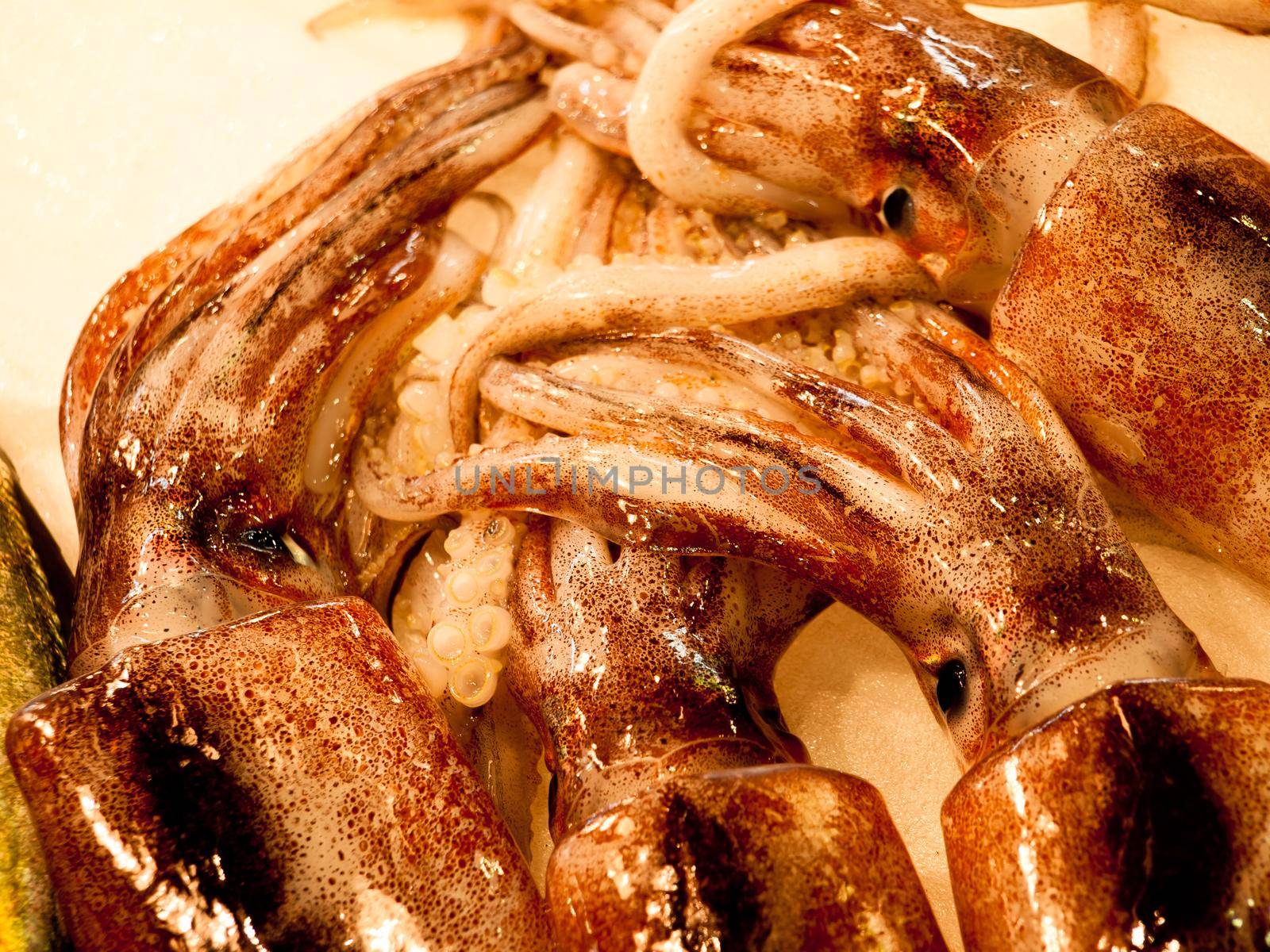 Fresh squid at the Fish Market in Tokyo.